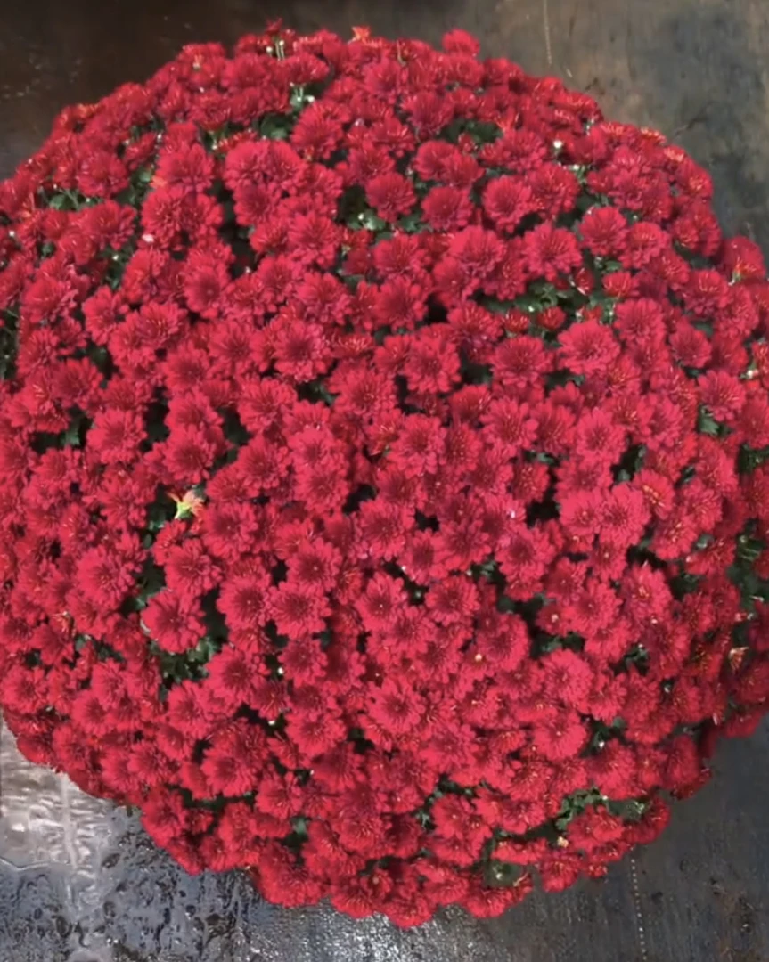 超大盆千头球菊《红色》适合阳台地栽庭院易养护趣味美观