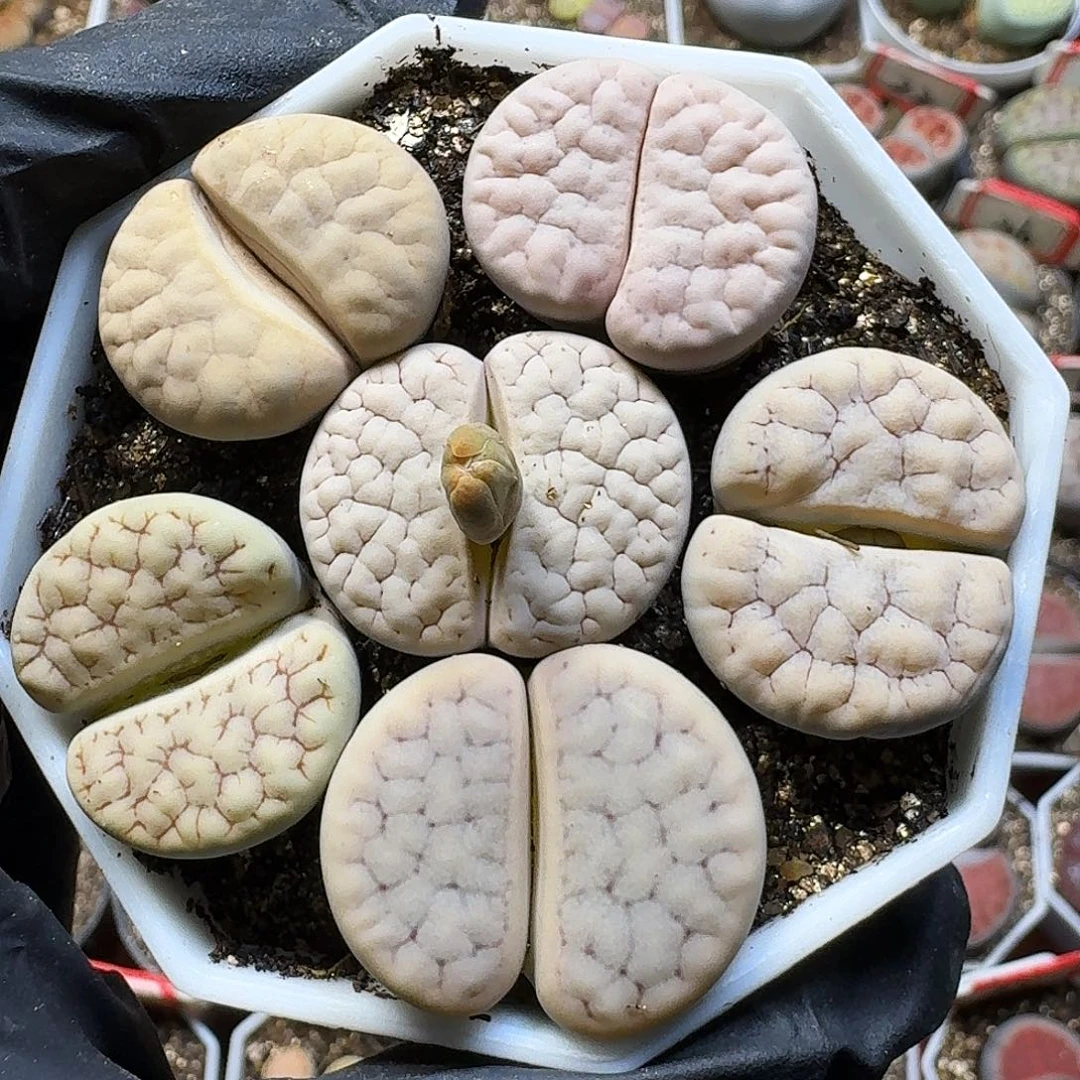 生石花111111。   203