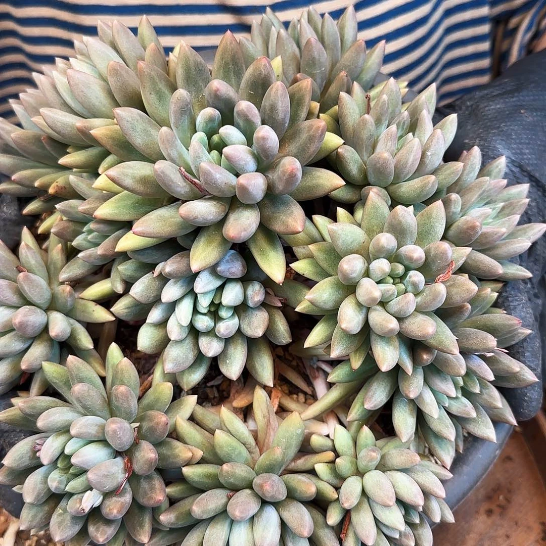 浅*?020号红蜻蜓118      肉