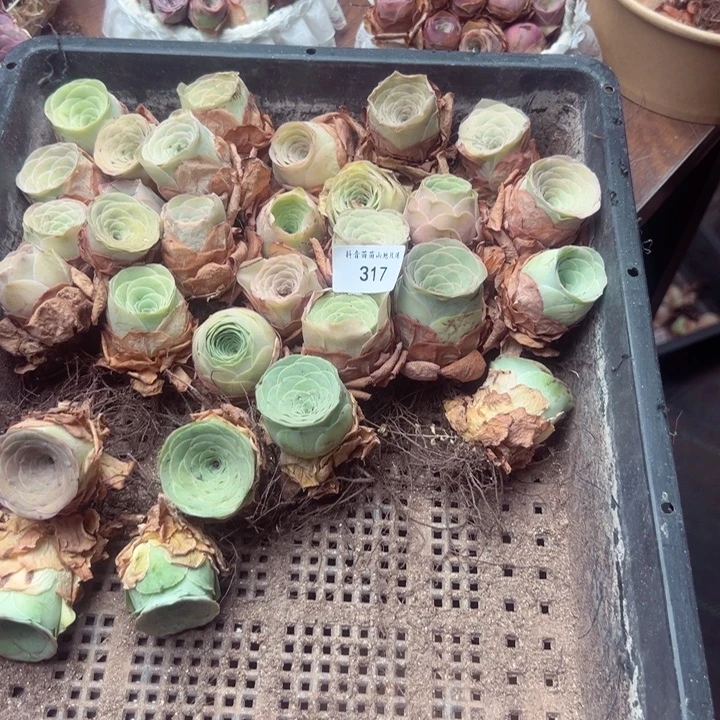 邦***粉山地玫瑰多肉植物317