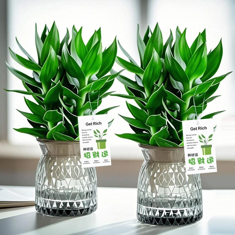 【买一送一】观音竹富贵竹水培植物好养室内花卉盆栽净化空气植物