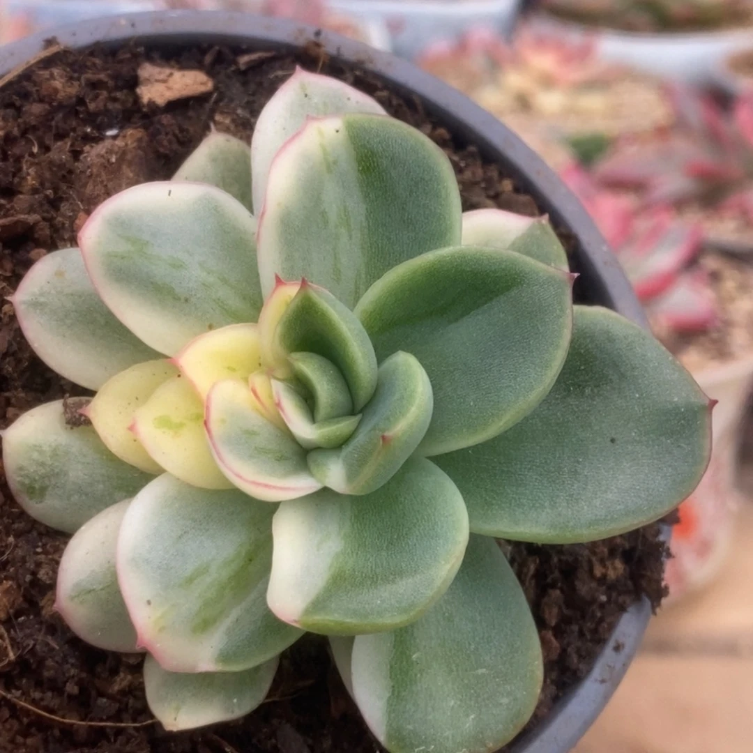 639东云杂锦锦锦锦锦锦