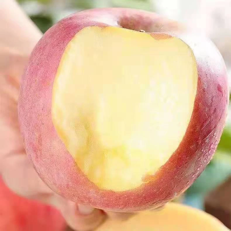 【买5斤送5斤】正宗陕西红富士苹果现摘现发带箱10斤