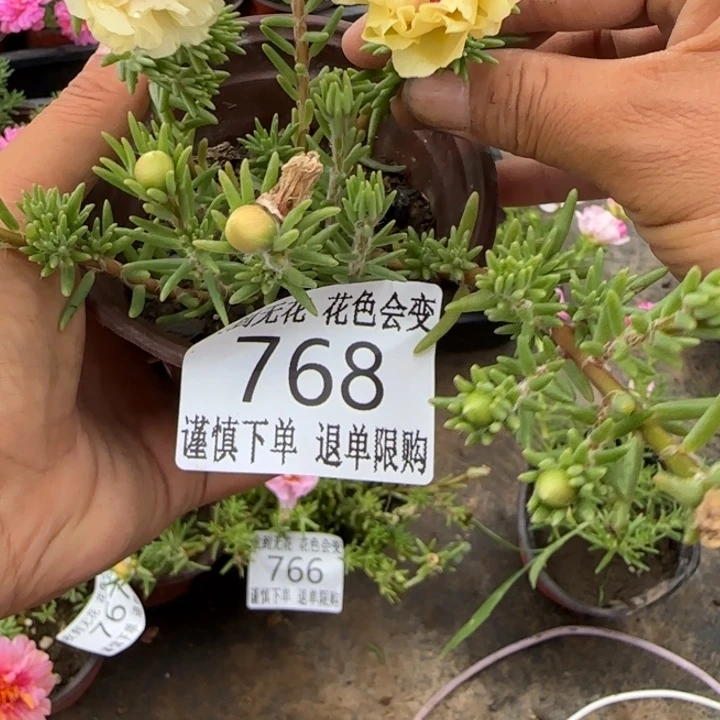 无花朵768超小苗盆口10cm