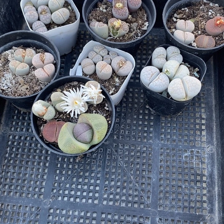 ****∽生石花等植物的生长781