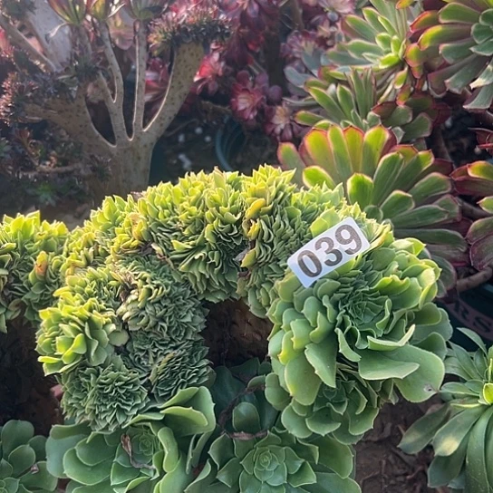 时***院多肉植物一个绿玫瑰039