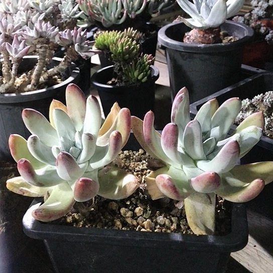 拇指仙女棒仙女棒