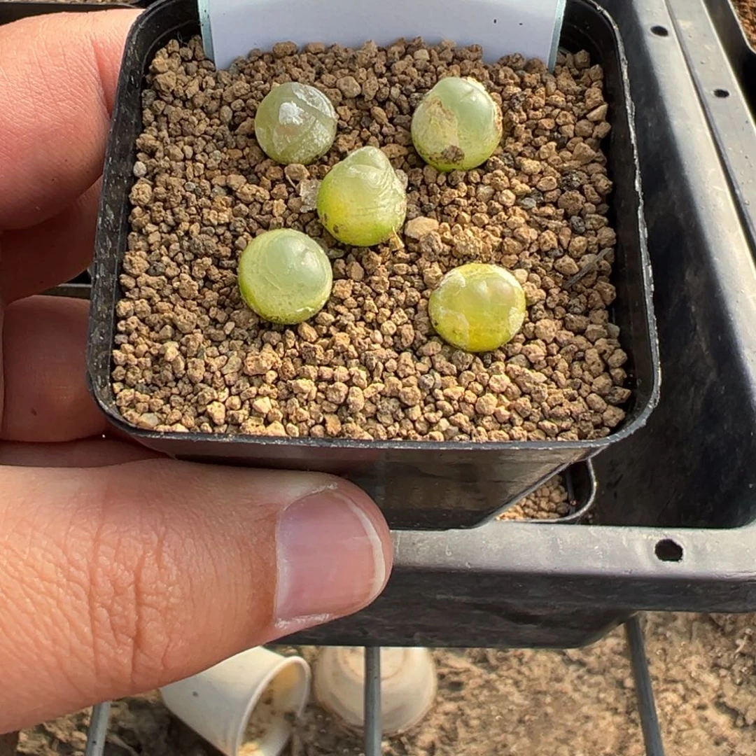 16-157拉登多肉植物，