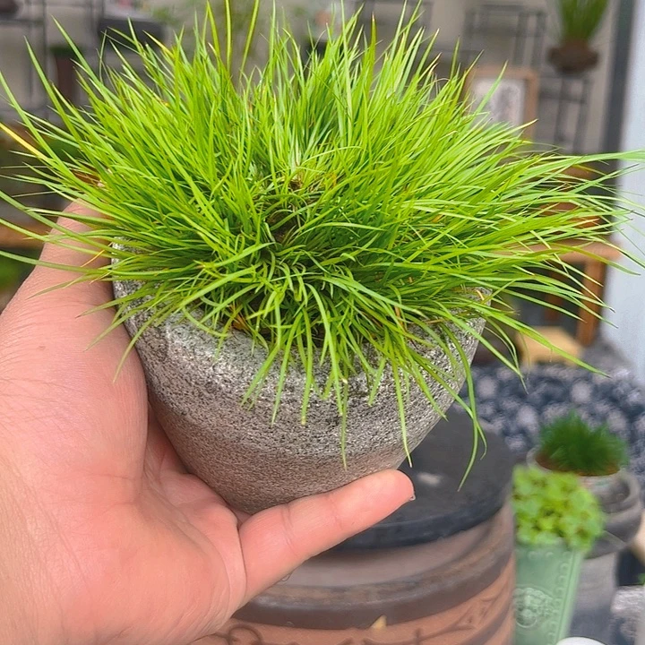 无花朵黄金姬菖蒲苗