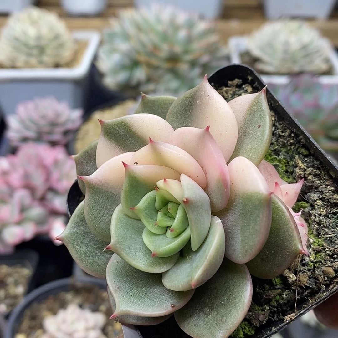 25151 贝加尔湖花脸锦