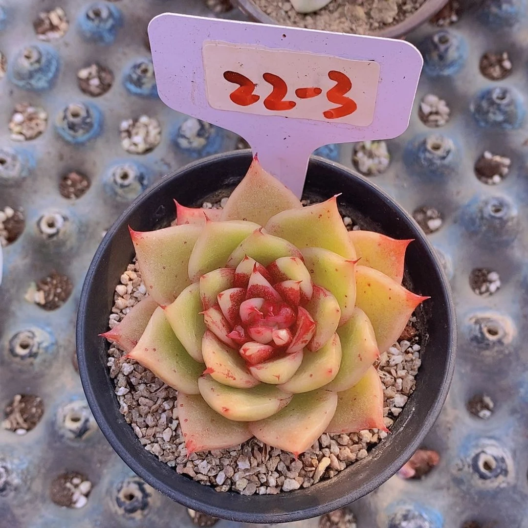 22-3私藏麦秆一颗