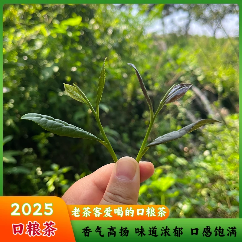 25年日照绿茶 味道浓郁 沙口足 耐冲泡 老茶客爱喝的口粮茶