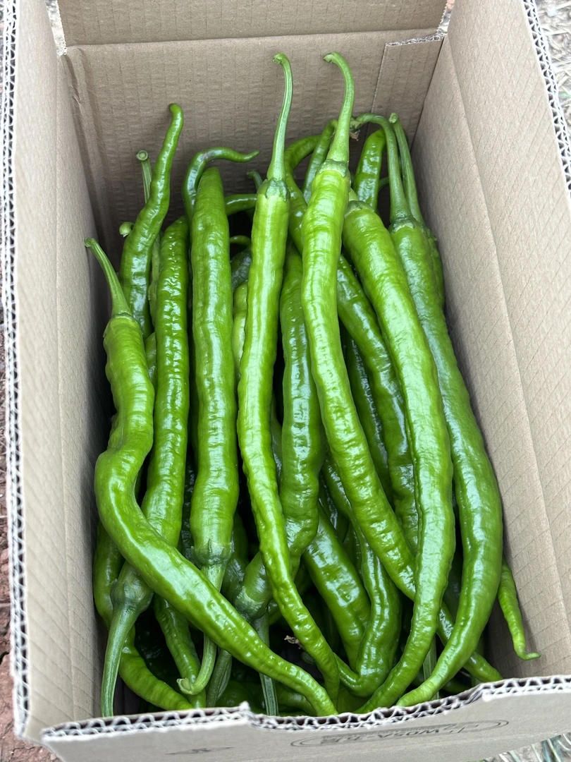 正宗湖南本地辣椒 皮薄软辣香 当天采摘 顺丰包邮新鲜到家