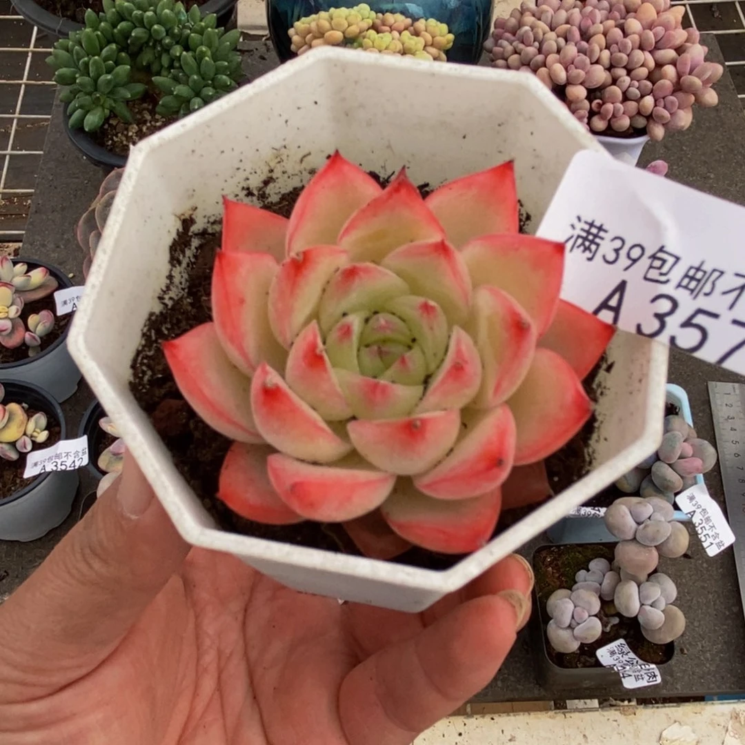 3572法兰西玫瑰5cm多肉