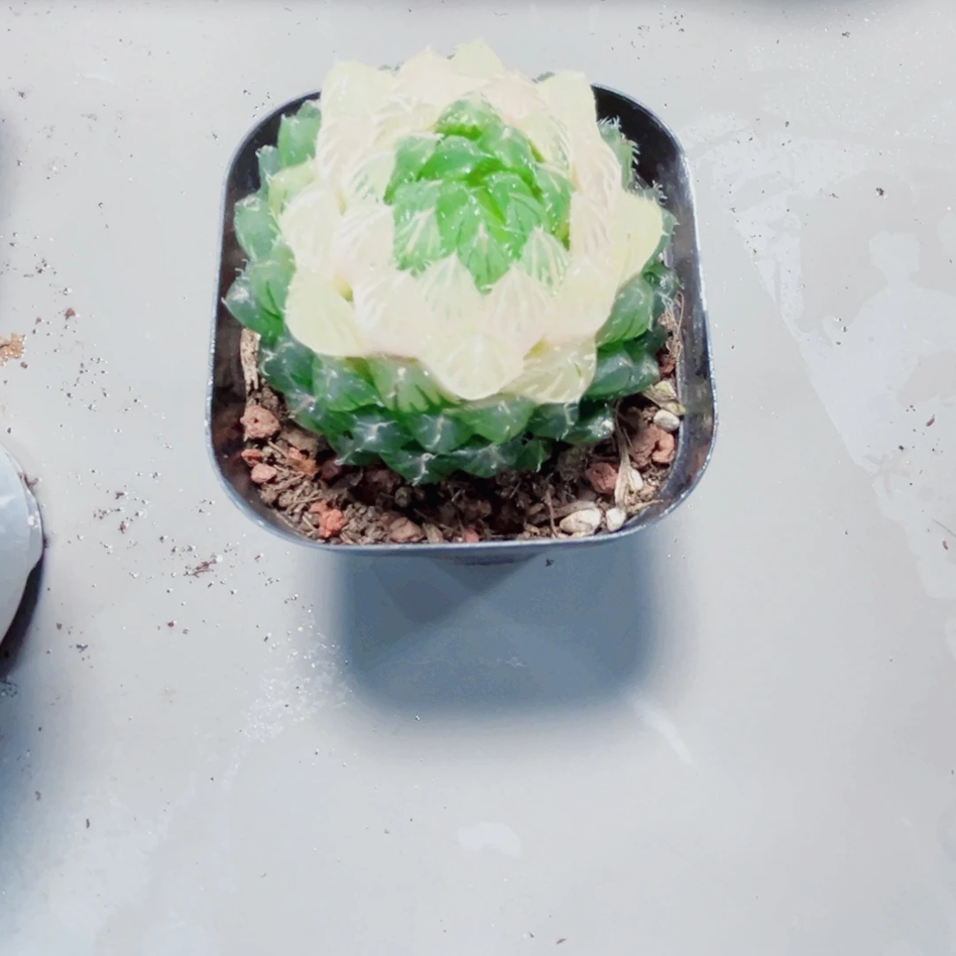 宝莲灯多肉植物6666
