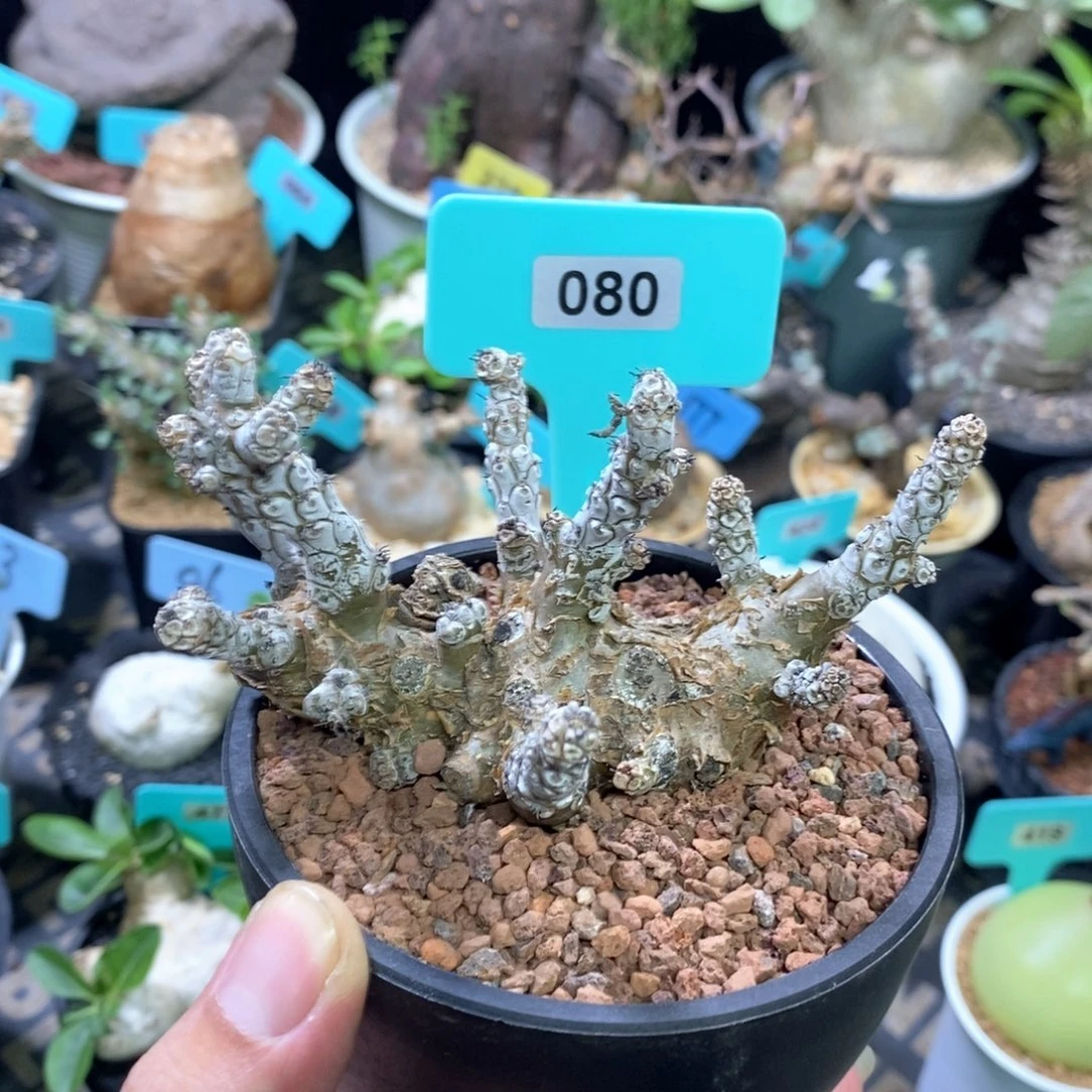 白象多肉植物一个