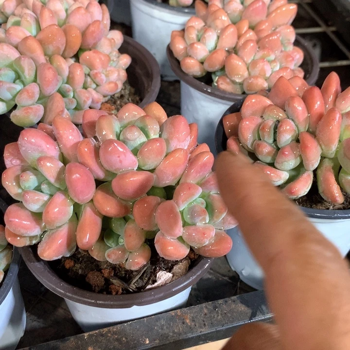 带盆土洛神两单包邮