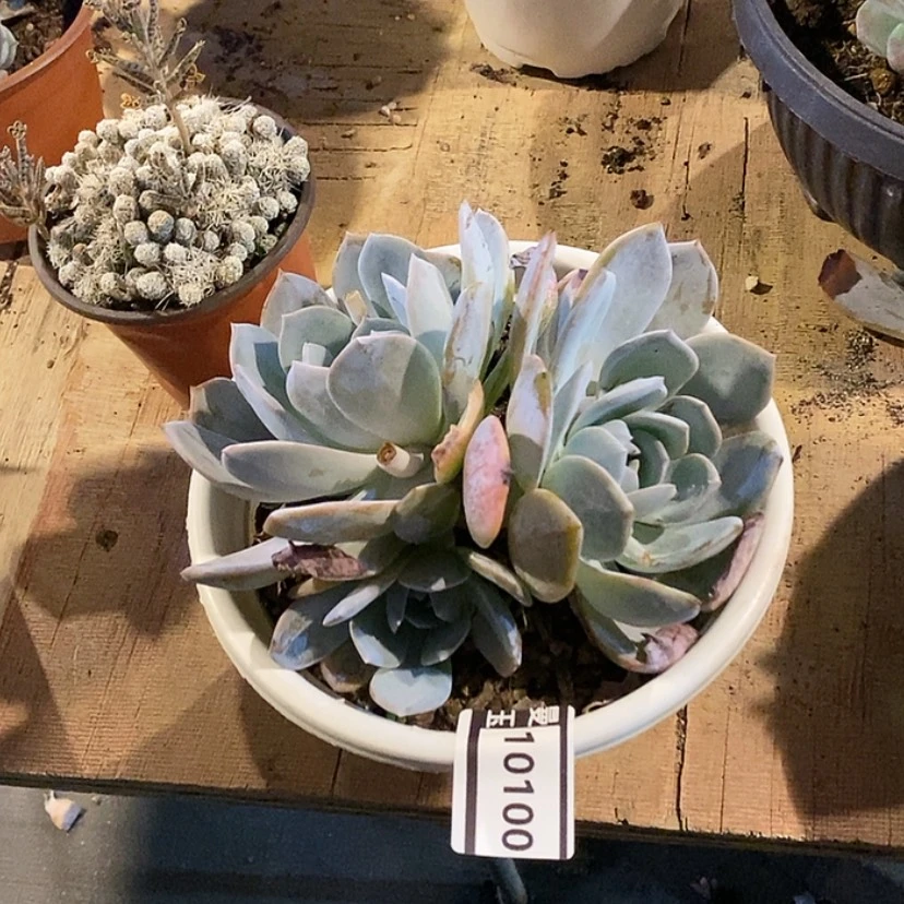 【闪购商品】白茶10100