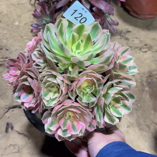 粉女巫一物一拍120