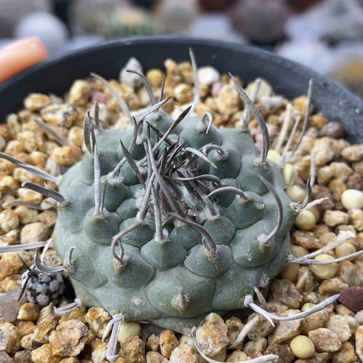 升云龙          实生根