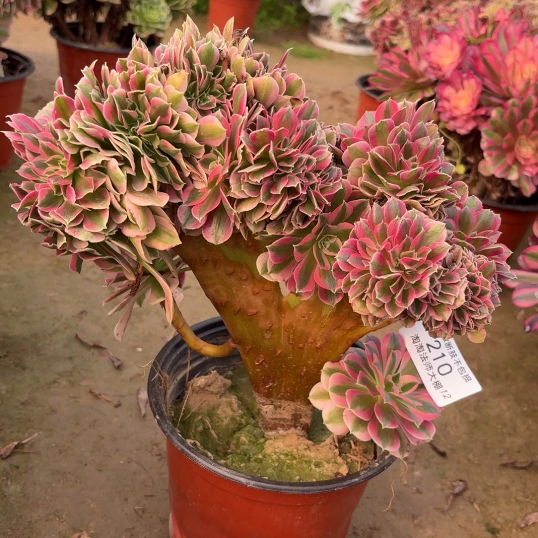 210粉女巫缀化多肉植物