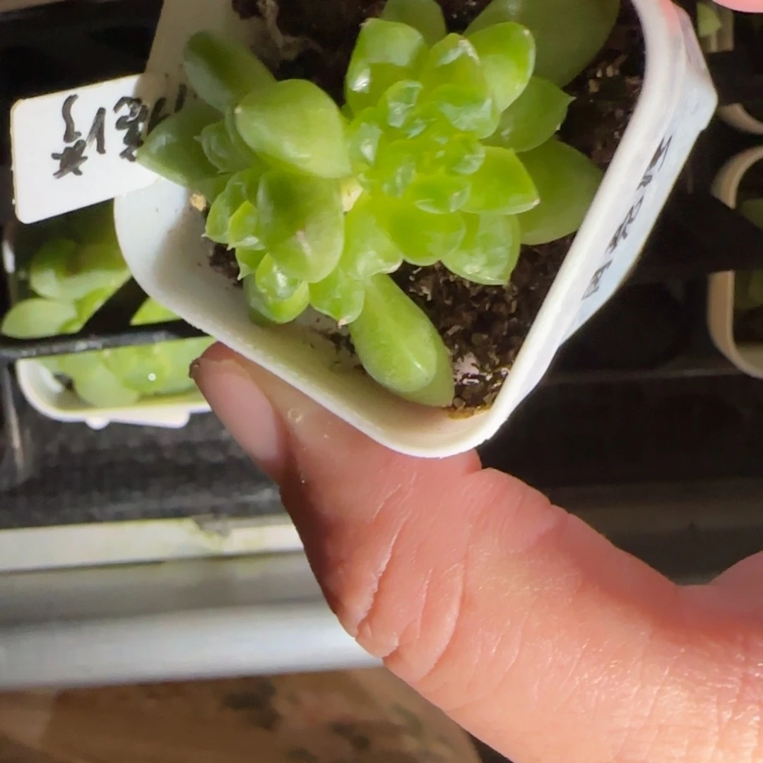 月亮珍妮盆一个满25包邮