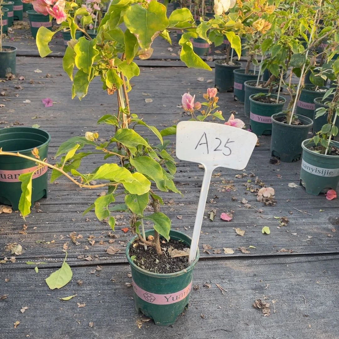 玲***大全部花朵广红樱A25