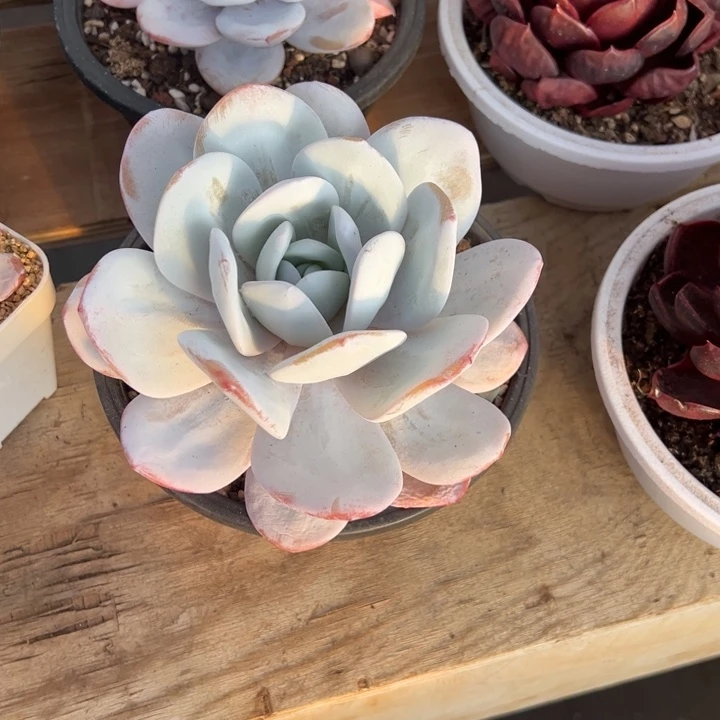 雪莲 老桩 阿松多肉园