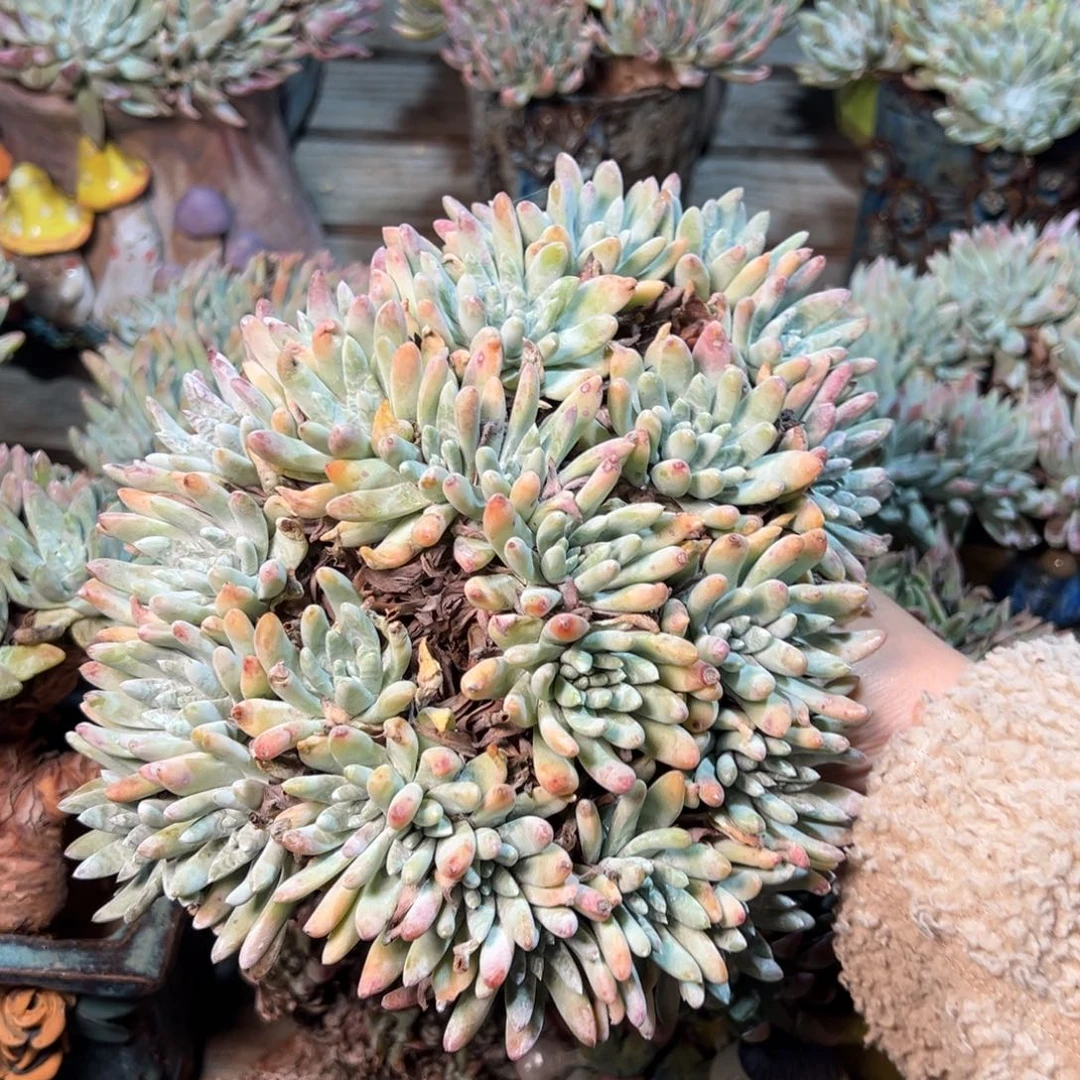 3427缀版哈哈哈哈哈哈哈哈