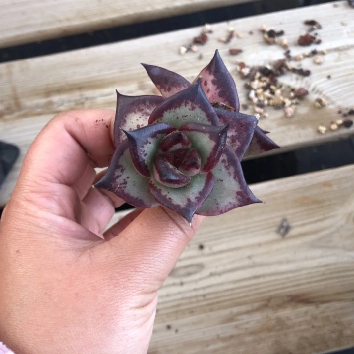 圆宽叶000000000000003