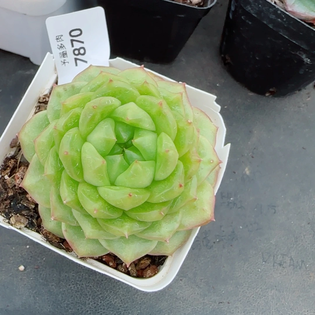 灯泡珍妮，7870多肉植物