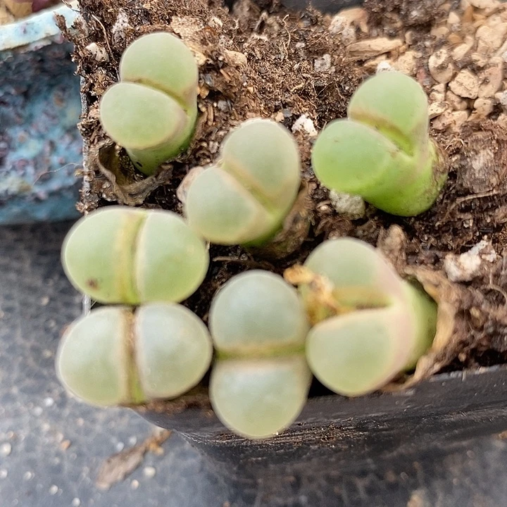 B23风铃子播一颗。