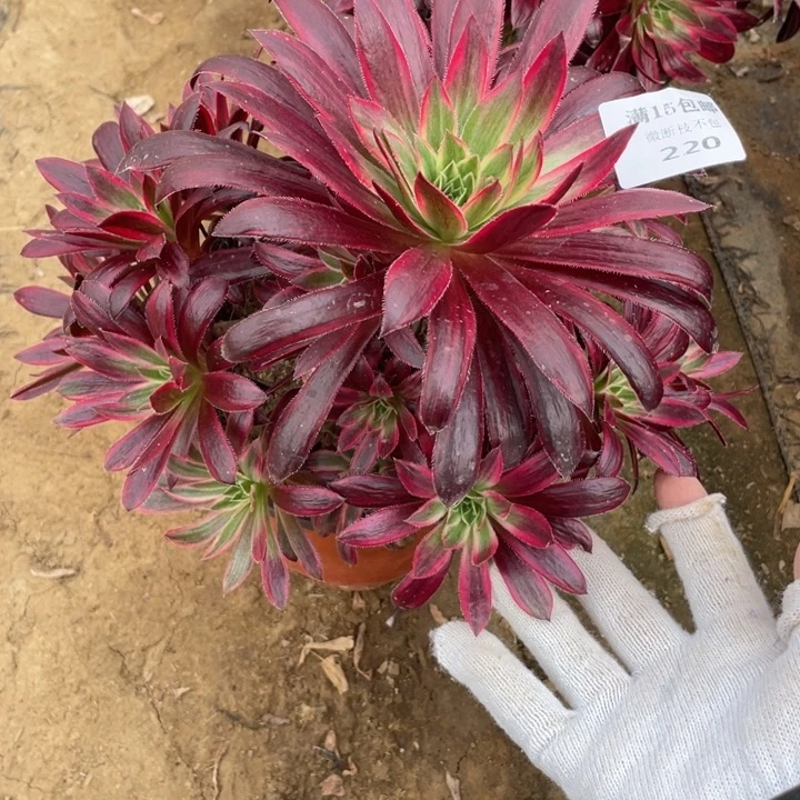 220孔雀锦会断枝法师断枝不售后