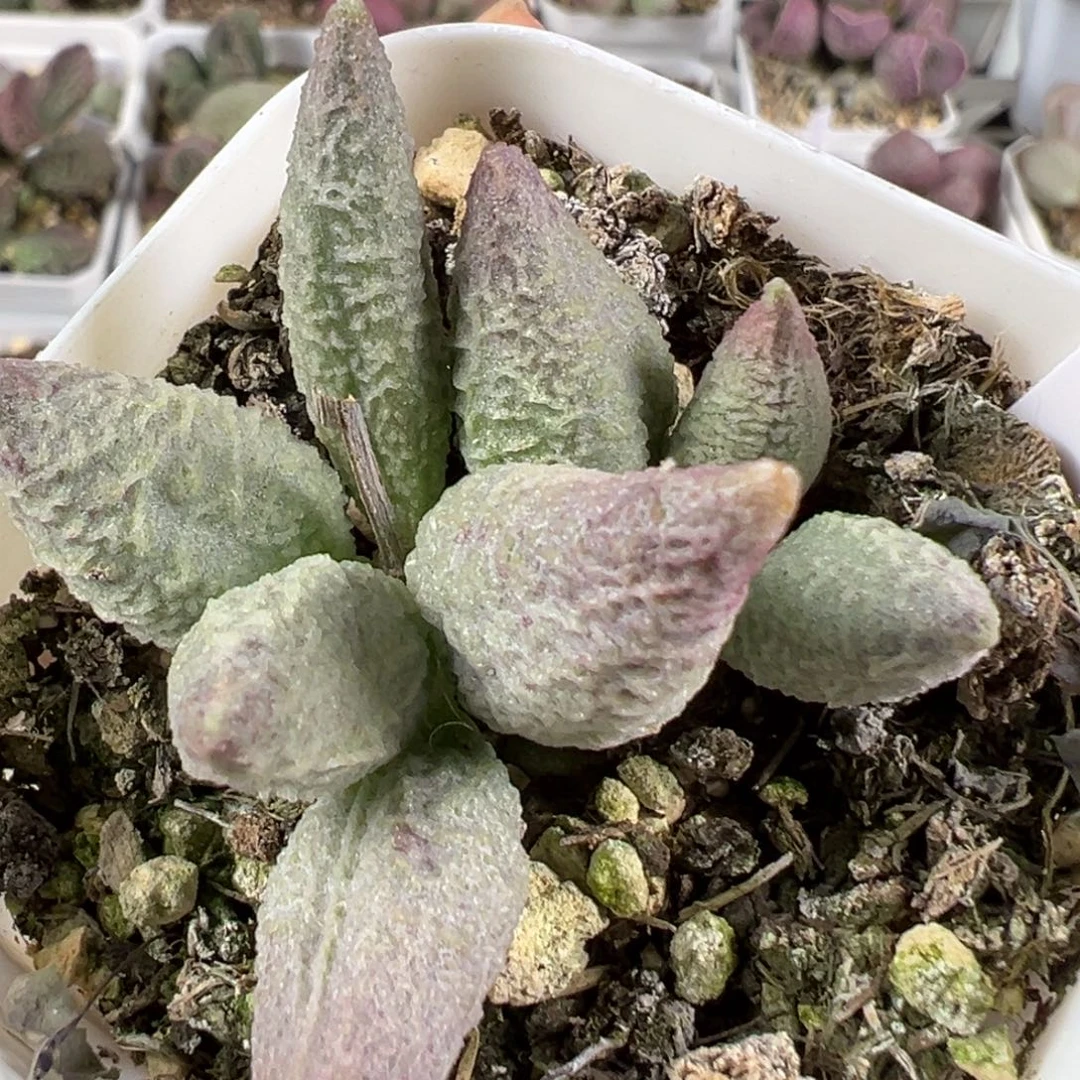 w融化纹冰淇淋多肉植物