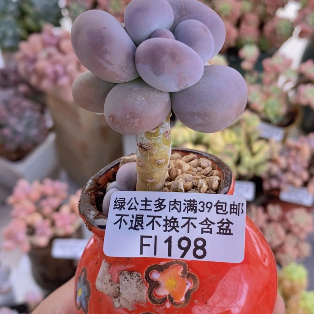 芭比奶洛4cm198多肉植物