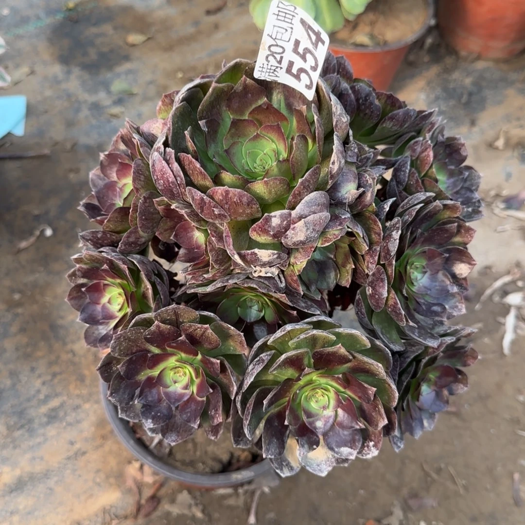 黑魔554满20包邮断枝不包