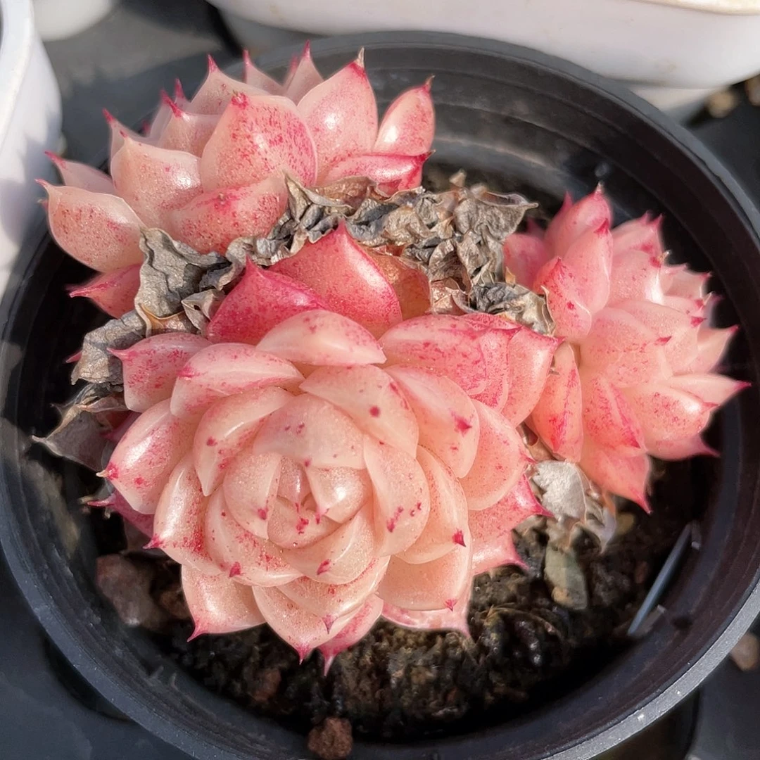 优选麦秆福利8299