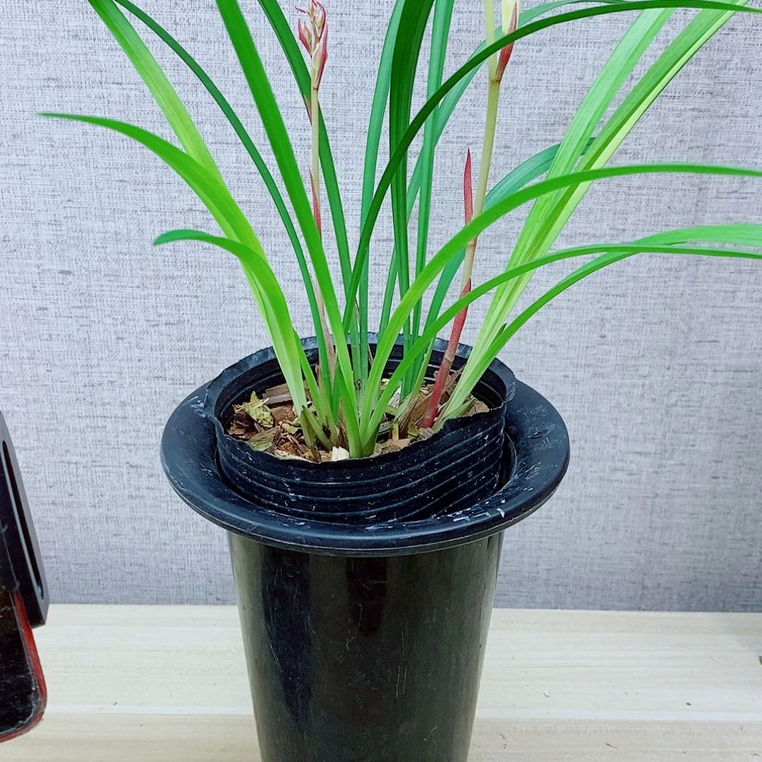 当前无花栽培后可以开花芙