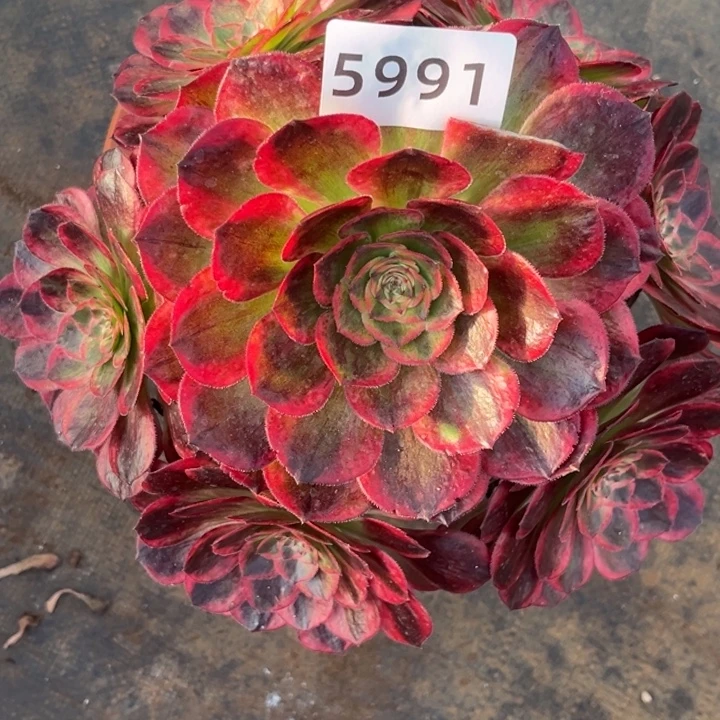 新品赤子心特价多肉