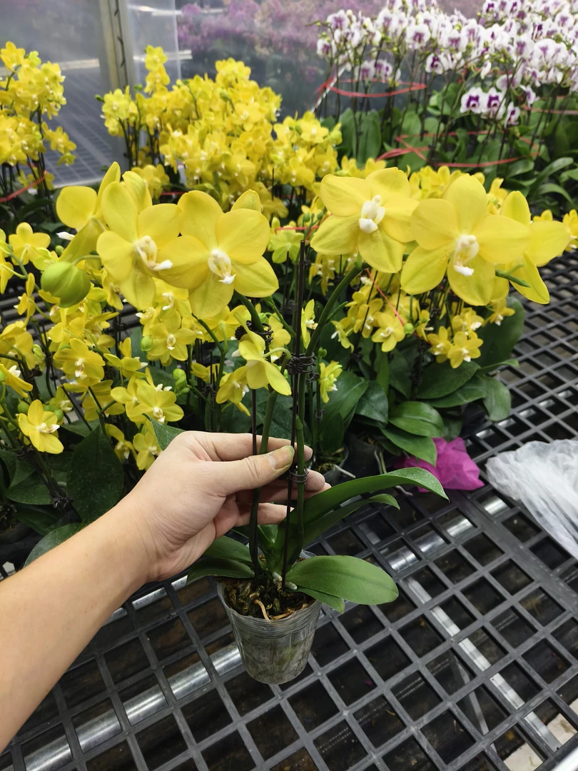 【如意】蝴蝶兰 紫色大花型 四季花 室内花精品 源头基地直