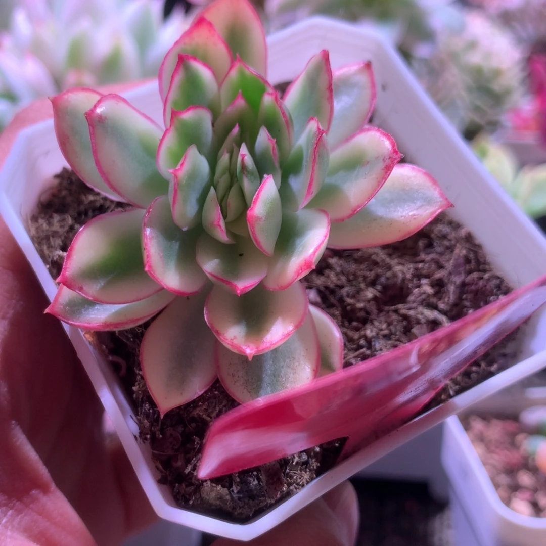 红花女王白覆轮锦缀化