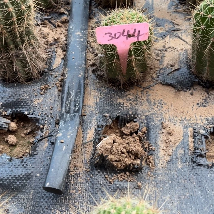 小草仙人球随机发一颗3044