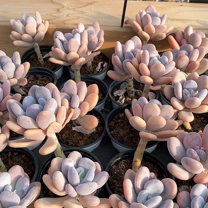 29桃美人 福利多多 福利等