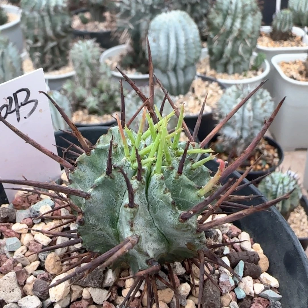 ****告2043脱土发 狂刺大型