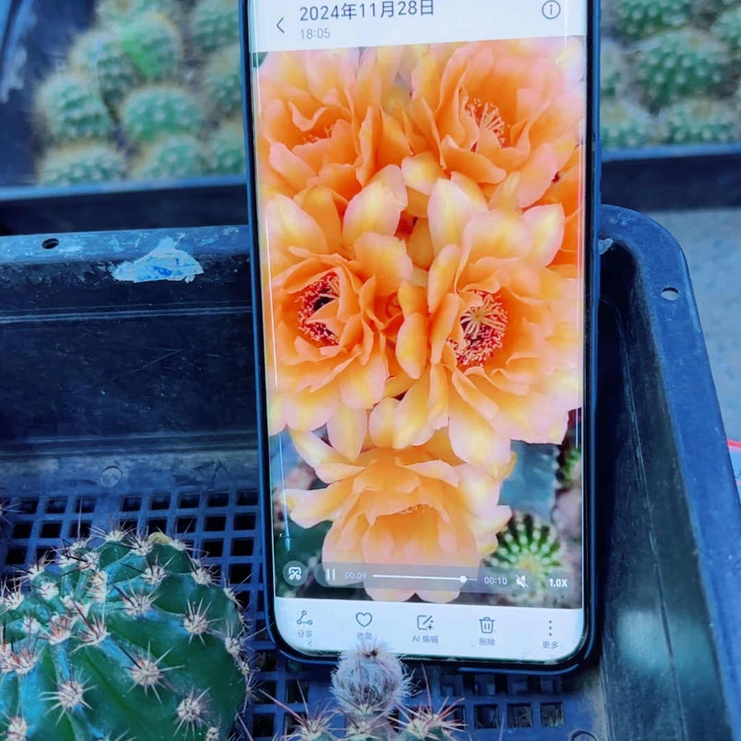 下42毛香槟歪无根侧芽5公分左右20包邮