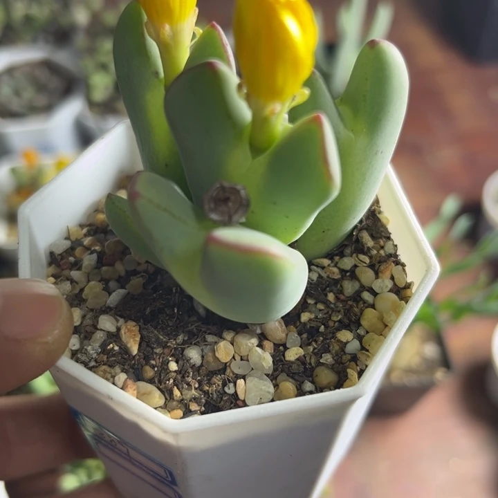 毛少将可爱多肉嘟嘟389