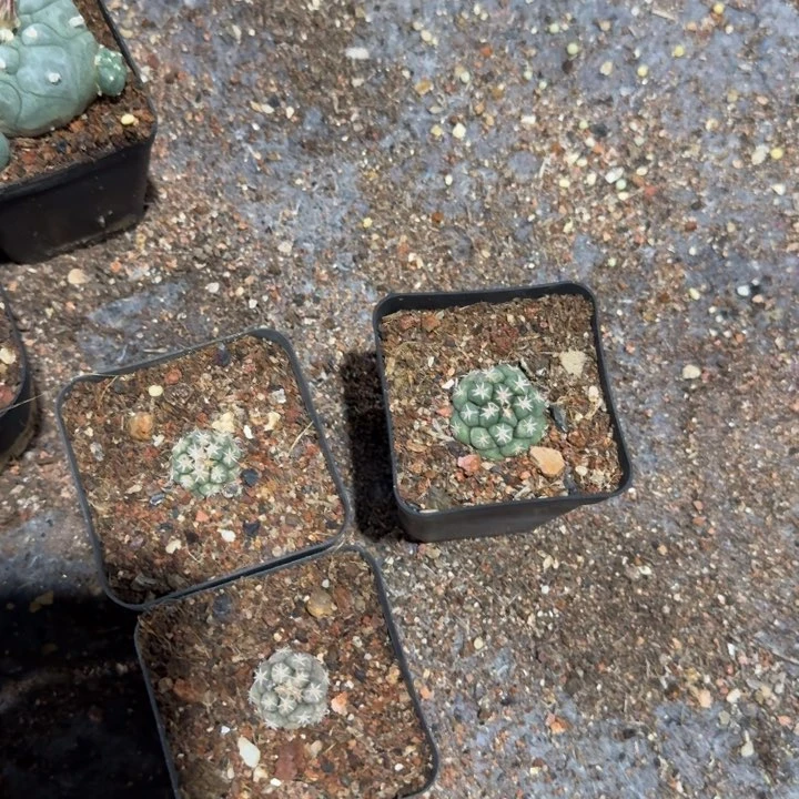 思****y短豪刺象牙自根仙人球