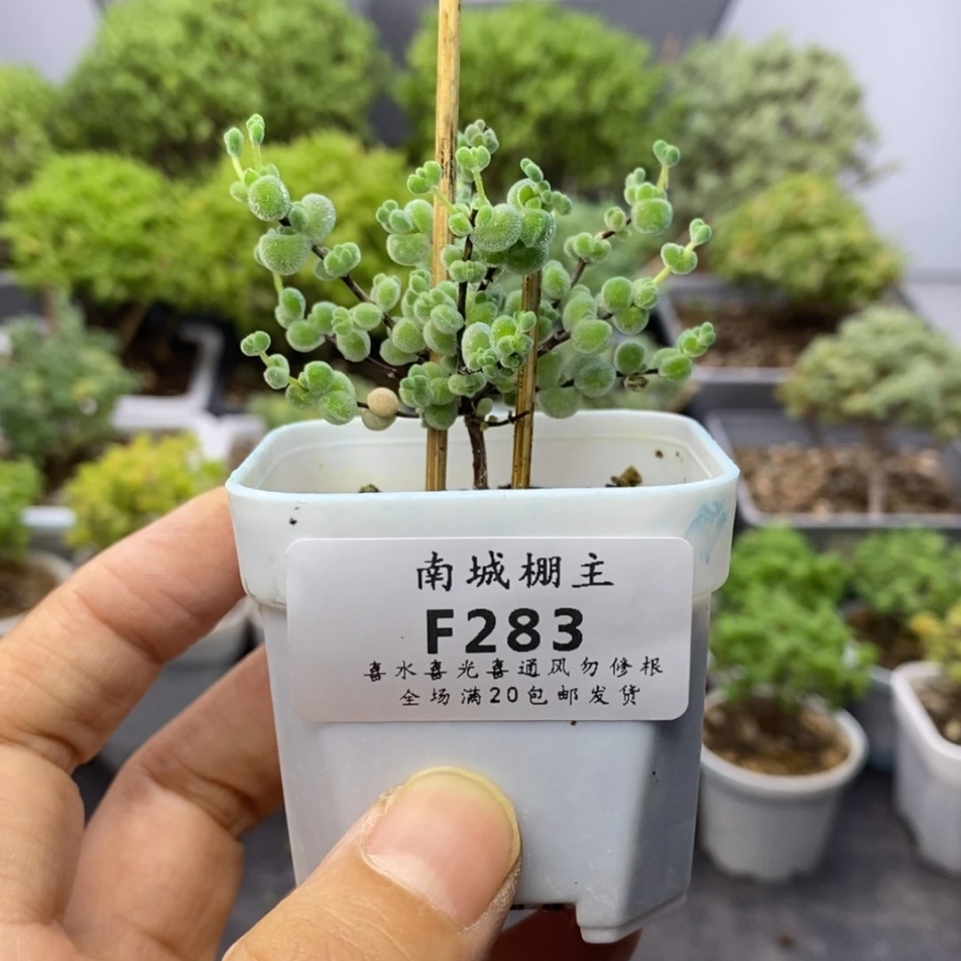 283实生优选白体莱斯