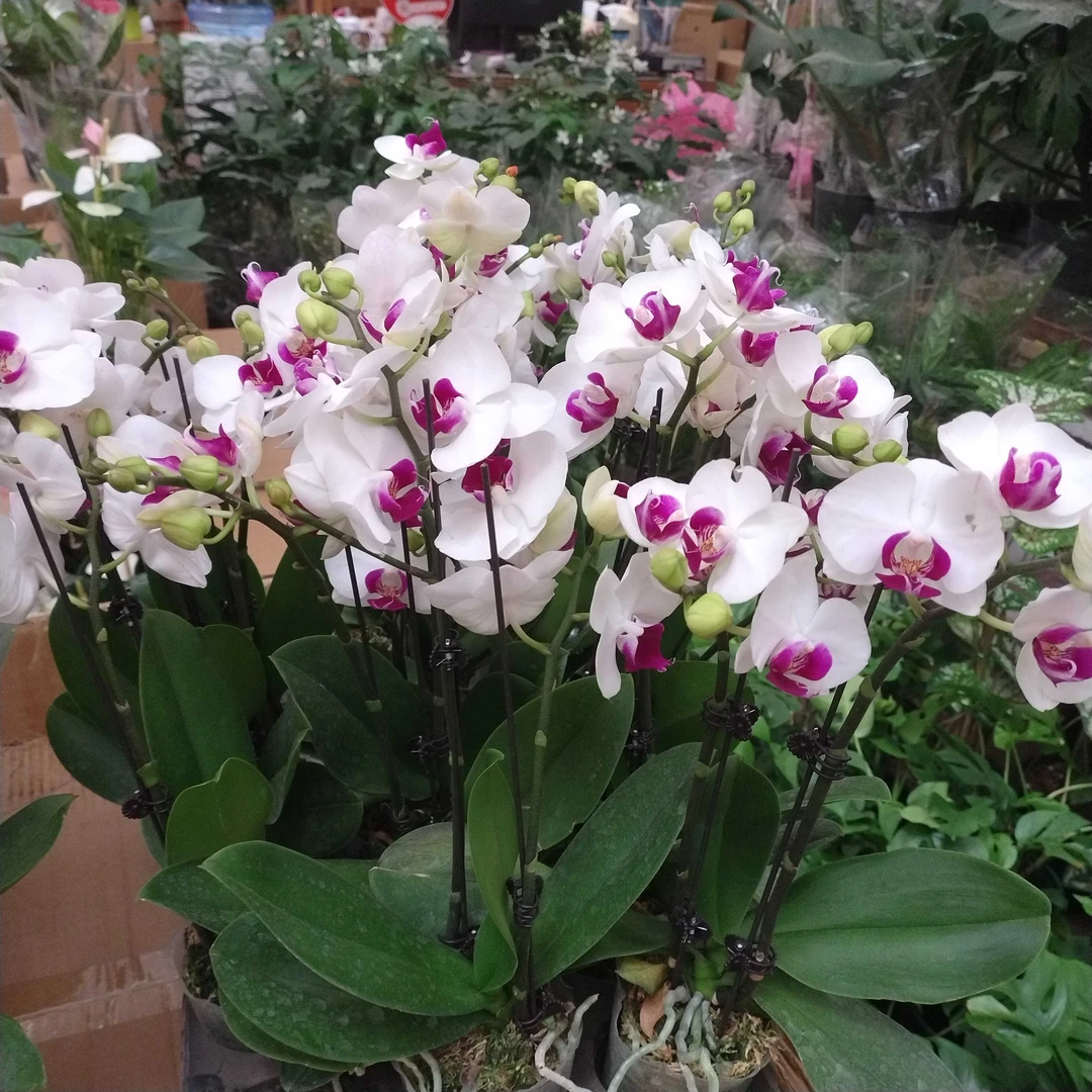 蝴蝶兰室外室内绿植吸甲醛绿化四色可选木槿花水晶兰兰花花卉