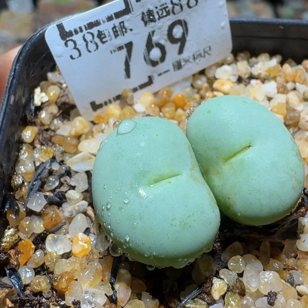 Sssss精品生石花769